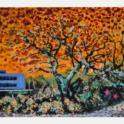 Shenley Oak X